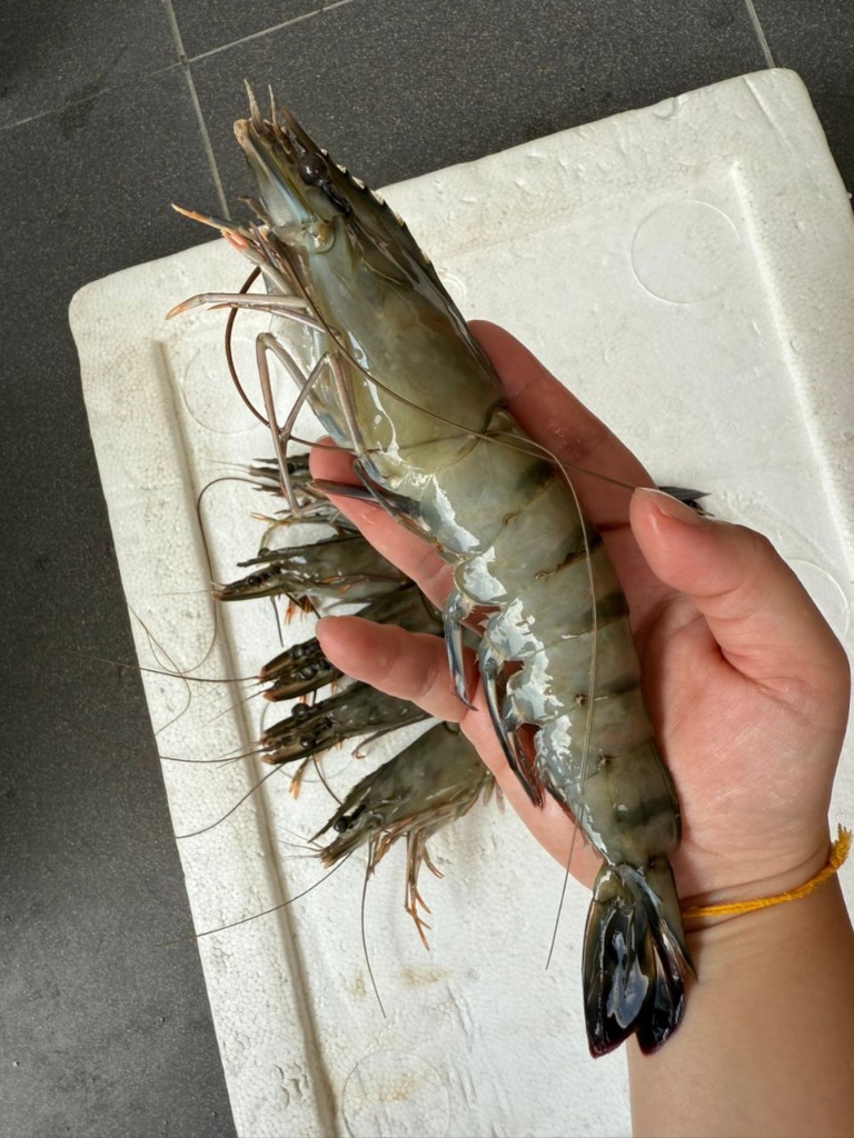 Premium IQF Frozen Tiger Prawns – Seafood Marine Sdn Bhd